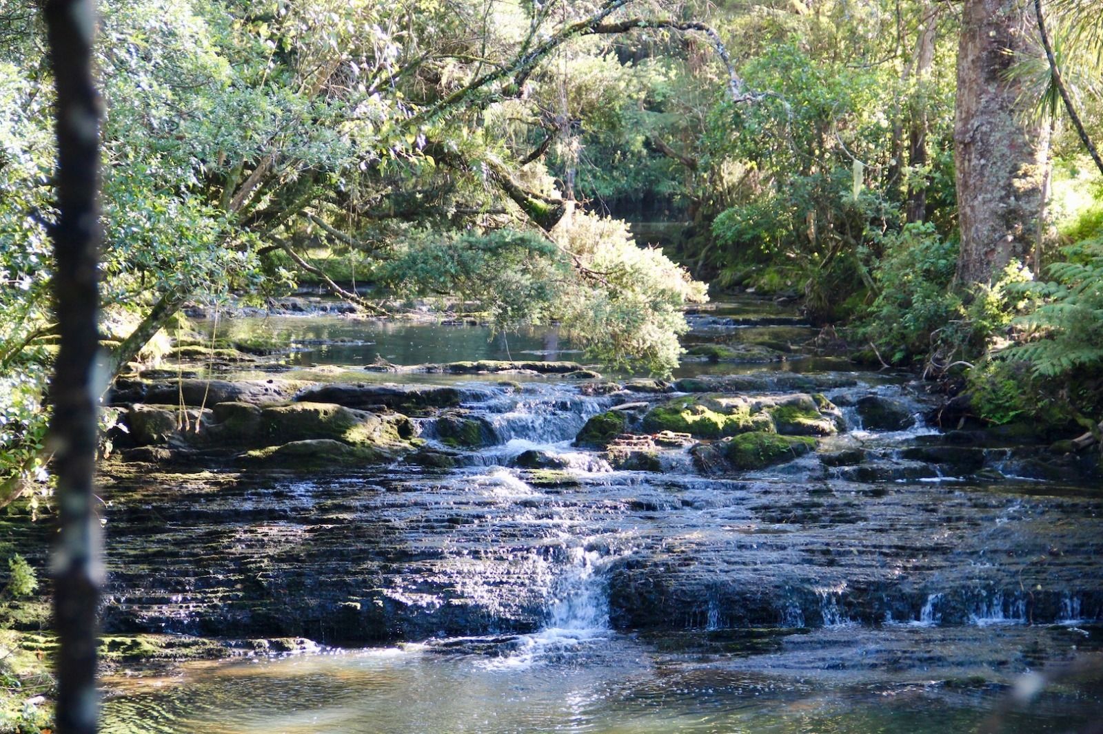 A bush stream near the Mahurangi River